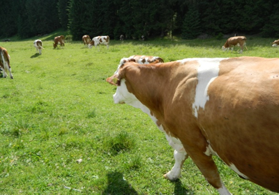 Cows in Italy